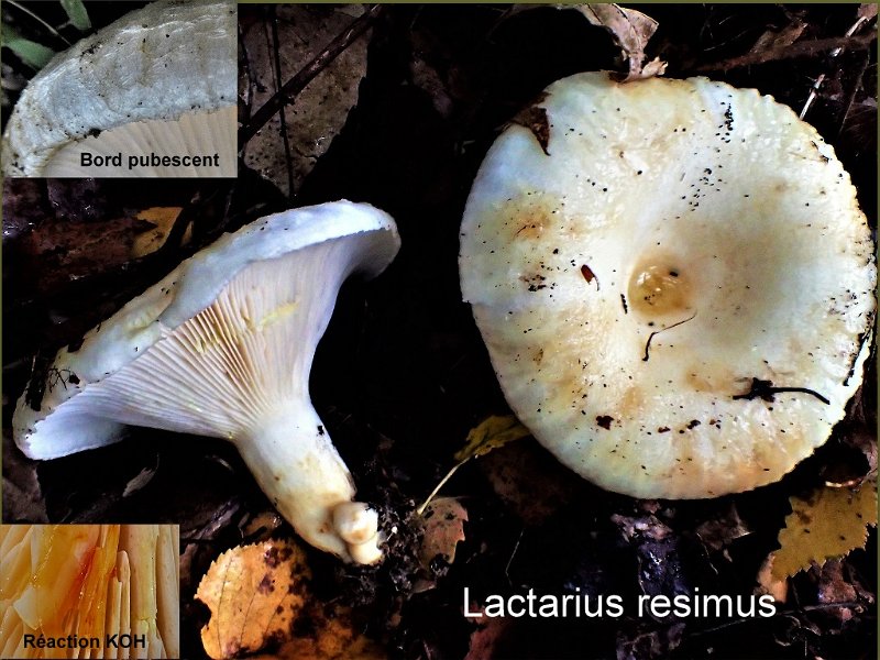 Lactarius resimus-amf1124.jpg - Lactarius resimus ; Syn: Lactarius scrobiculatus var. resimus ; Nom français: Lactaire recourbé